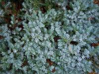 Juniperus squamata 'Blue Star' - Juniperus squamata 'Blue Star' Juniperus squamata 'Blue Star' - Juniperus squamata 'Blue Star'